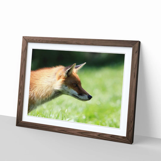 'Red Fox 1' Framed Photographic Print
