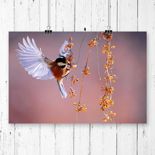 'Bird with Spread Wings' Photographic Print