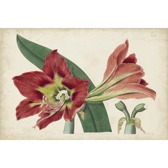 Amaryllis Splendor I by Curtis - Wrapped Canvas Graphic Art
