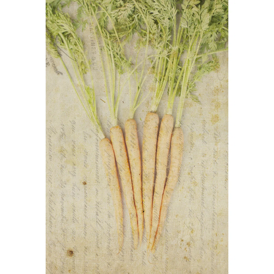 Herb still Life III by Irena Orlov - Wrapped Canvas Art Prints