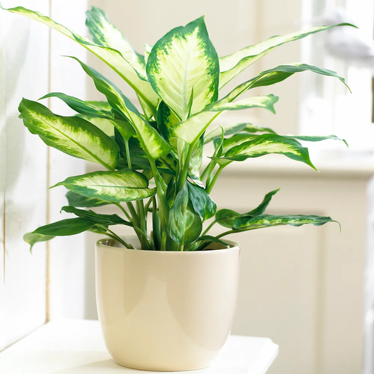 Dieffenbachia Camilla