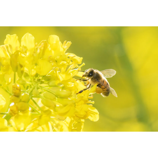 Honey Bee