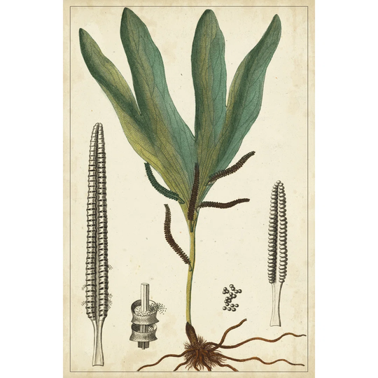 Foliage Botanique II