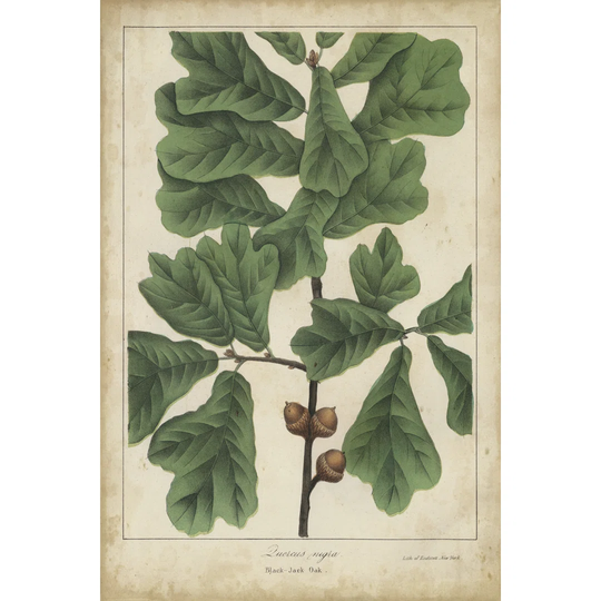 Oak Leaves & Acorns I - Wrapped Canvas Graphic Art
