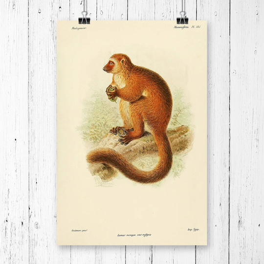 'Vintage Mongoose Lemur' by J.G. Keulemans Graphic Art
