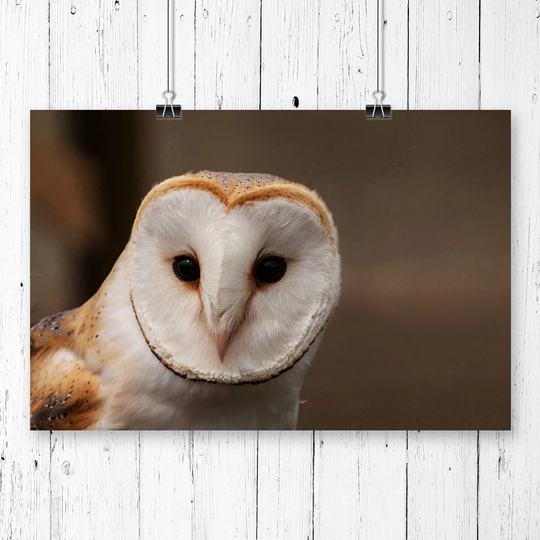 'Barn Owl' Graphic Art