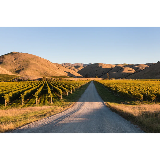 Vineyards In Wither Hills, New Zealand