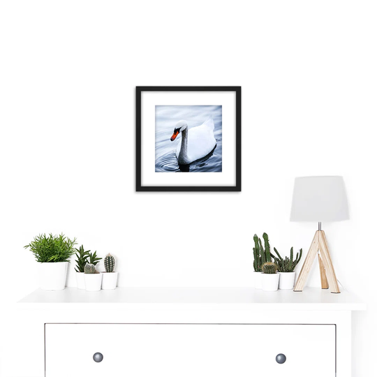 Mute Swan Lake Bird Photo by Feifei - Picture Frame Photograph