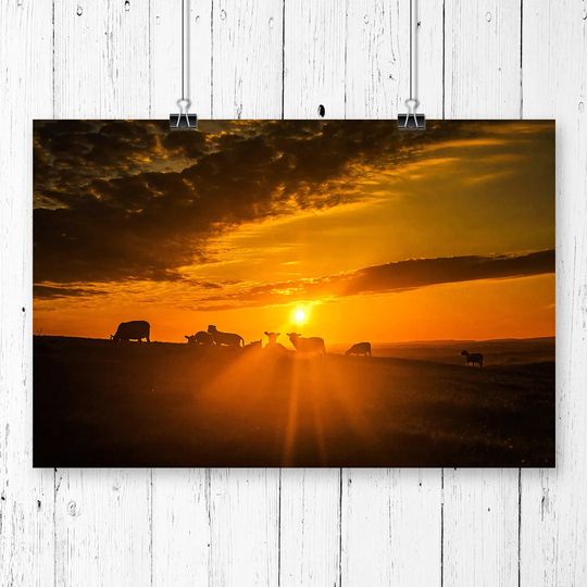 'Landscape Sheeps in the Sunset' Graphic Art