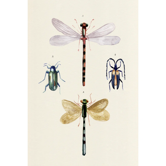 Insect Varieties I by Annie Warren - Wrapped Canvas Painting