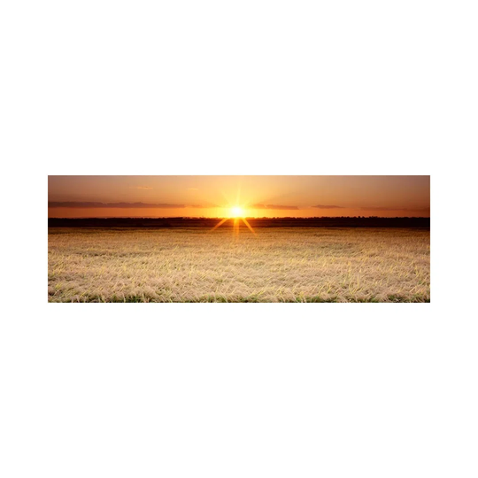 Rice Field, Sacramento Valley, California, USA