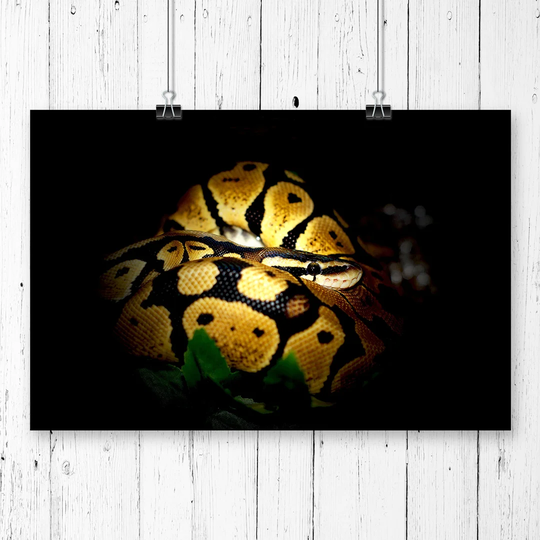 'Python Snake' Graphic Art