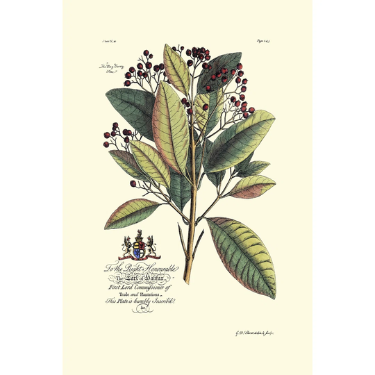 Royal Botanical VI