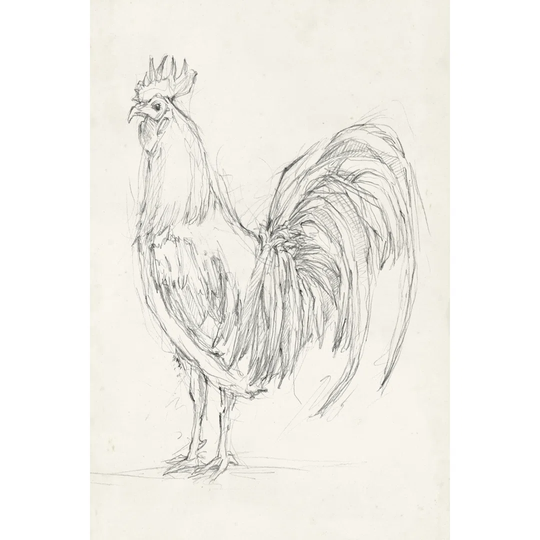 Rooster Sketch II