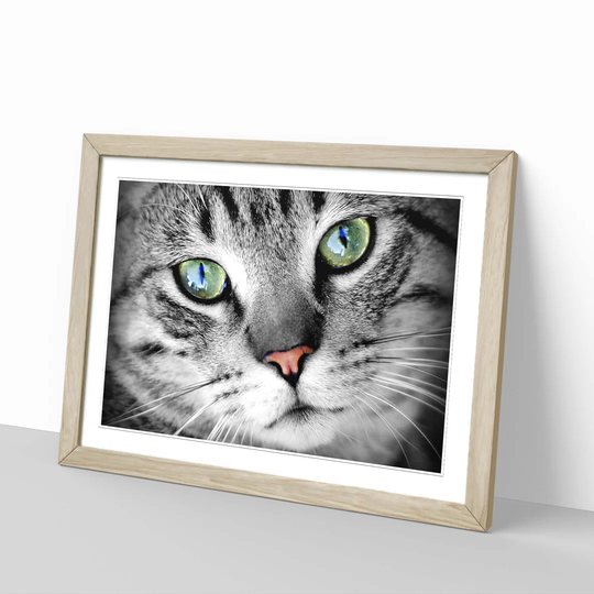 'Green Eyed Cat' Framed Photographic Print