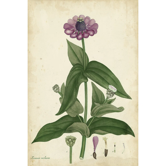 Antique Zinnia by Henry Andrews - Wrapped Canvas Painting