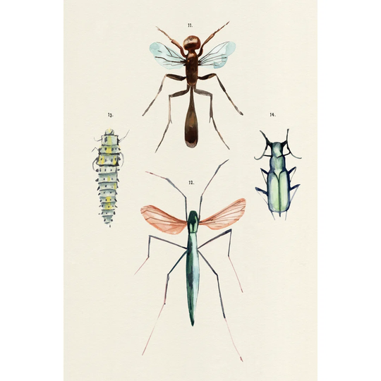Insect Varieties III by Annie Warren - Wrapped Canvas Painting