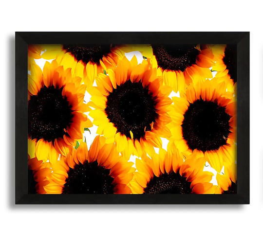 Sunflower Galore - Picture Frame Photograph on Canvas