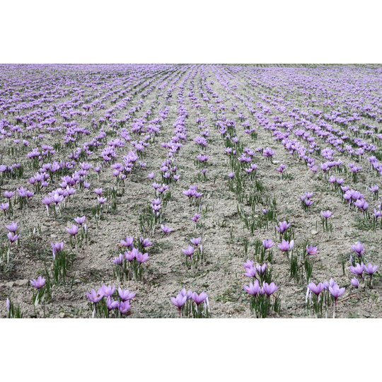 Field of Cultivated Pink Saffron Flowers by Viperagp - Wrapped Canvas Photograph