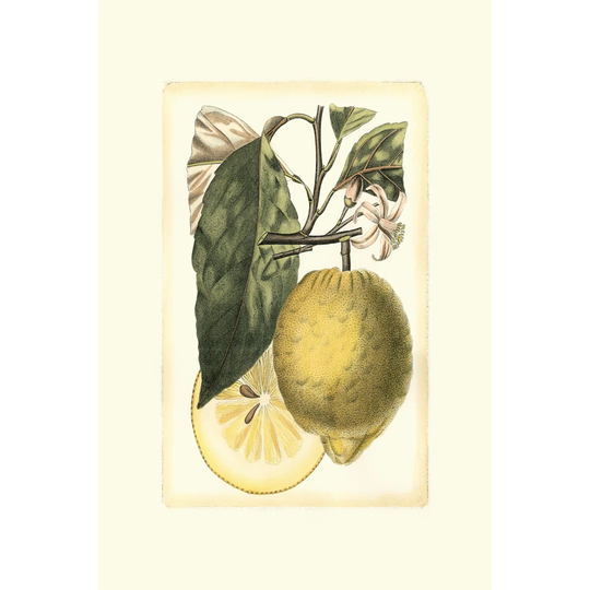 French Lemon Study I