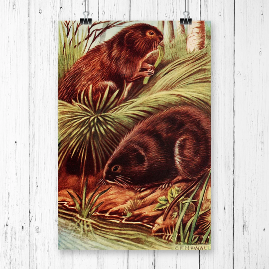 'Vintage Charles Francis Newall Water-voles' Graphic Art