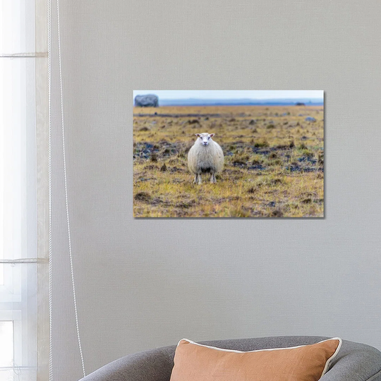 Bahhh by Alex Tonetti - Wrapped Canvas Photograph