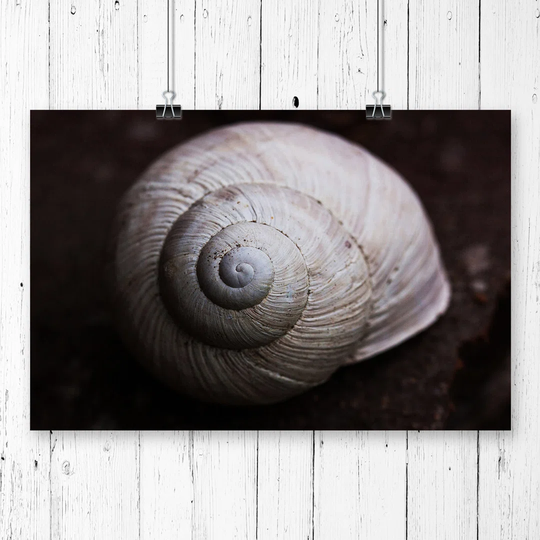 'Snail Shell' Graphic Art