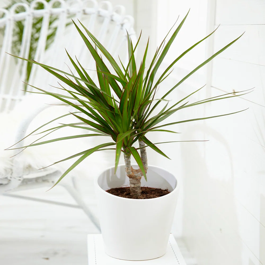 Dracaena Marginata