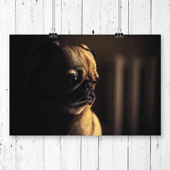 'Pug Dog' Photographic Print