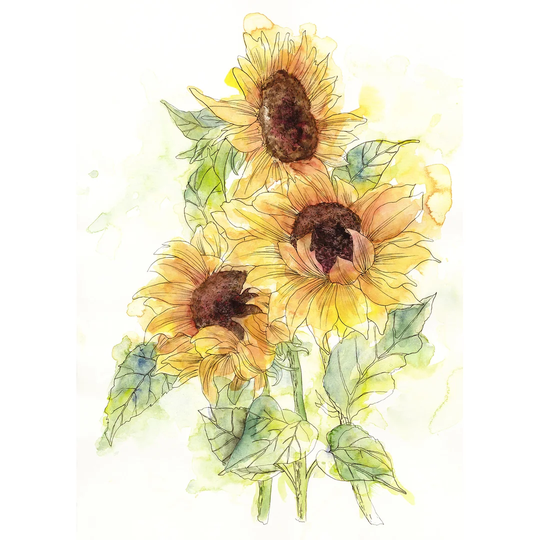 Imler Girasol 2.5m x 2m Matte Mural
