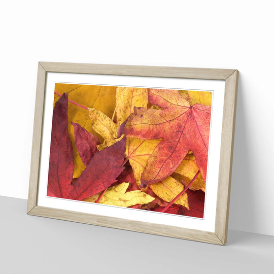 'Autumn Leaves 1' Framed Photographic Print
