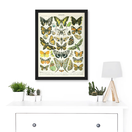 Butterflies Moths Lepidopterists Picture Framed Rectangle Paper