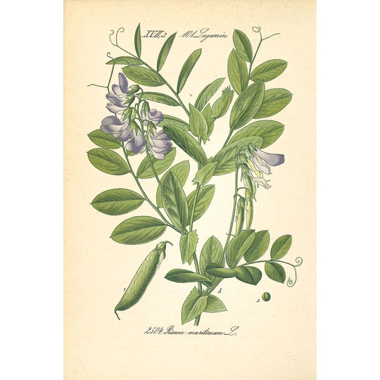 Vintage Botanical Sea Pea