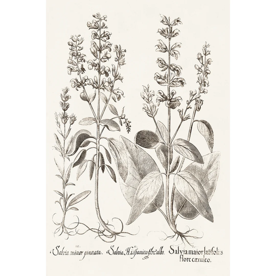 Sepia Besler Botanicals III by Basilius Besler - Wrapped Canvas Painting