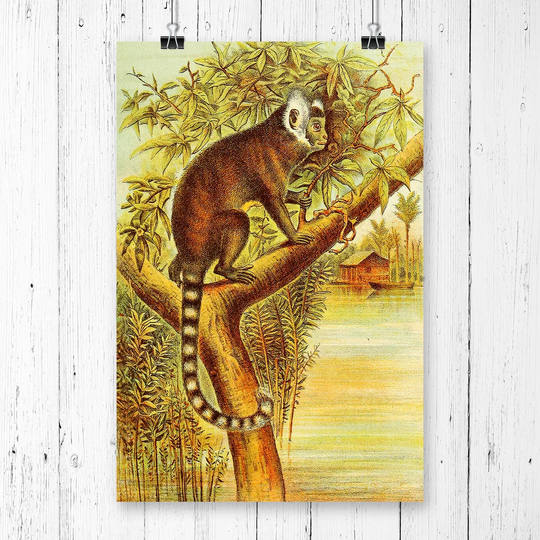'Vintage Marmoset' Graphic Art