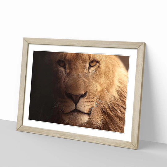 'Lion' Framed Photographic Print