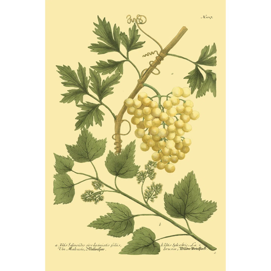 Grapes II by W. Weinmann - Wrapped Canvas Painting