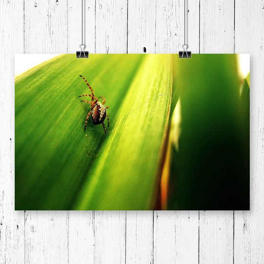 'Spider' Photographic Print