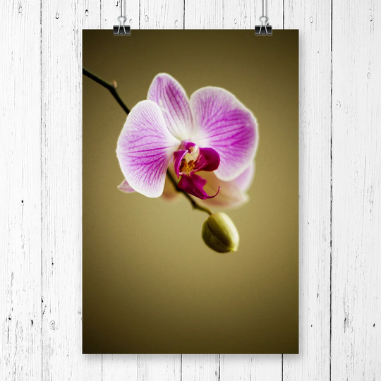 'Pink Orchid Flower' Graphic Art
