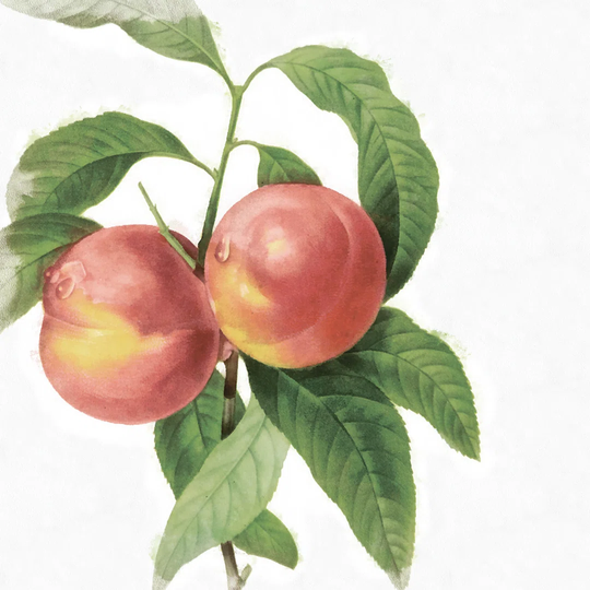 Peach Not Antique - Wrapped Canvas Painting Print