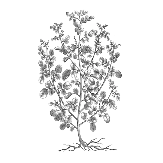 B and W Plant Specimen I - Wrapped Canvas Drawing
