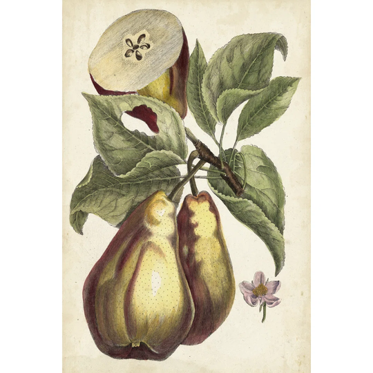 Antique Pear Study I - Wrapped Canvas Graphic Art