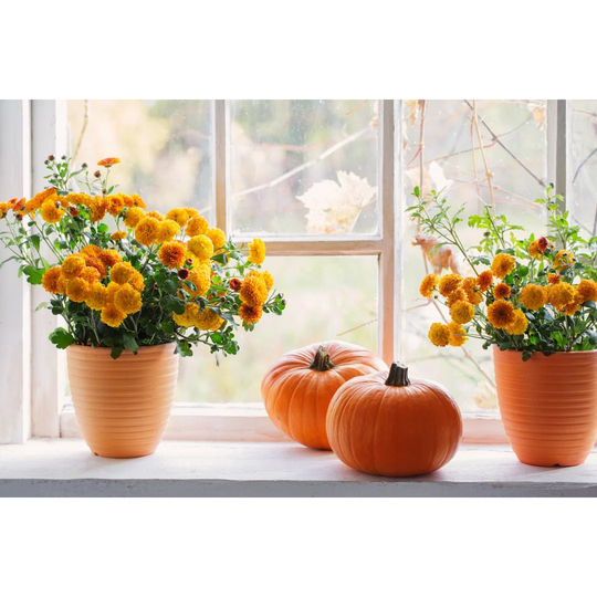 Chrysanthemums and Pumpkins on Old White Windowsill by Maya23K - Wrapped Canvas Photograph