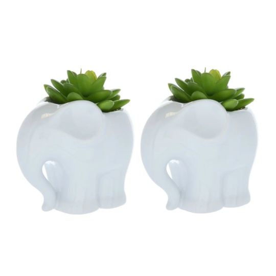 Elephant Succulent in Pot
