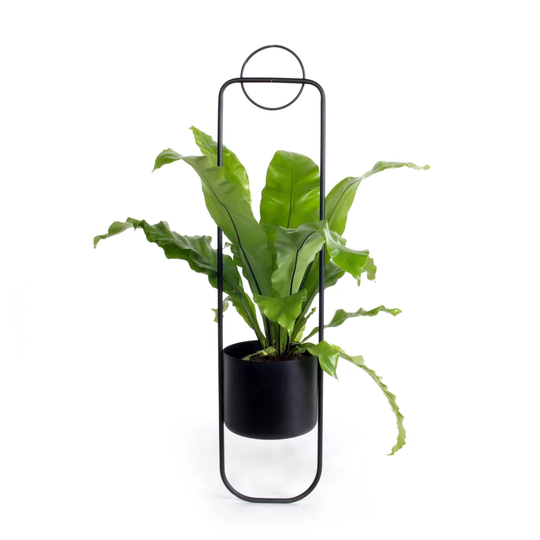 Sonar Hanging Basket