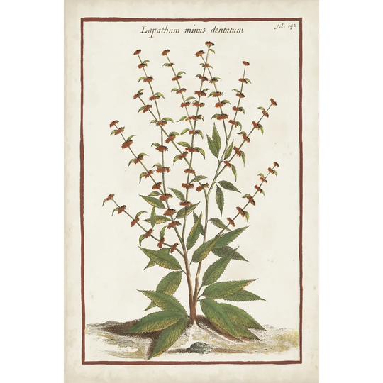 Munting Botanicals III by Abraham Munting - Wrapped Canvas Painting