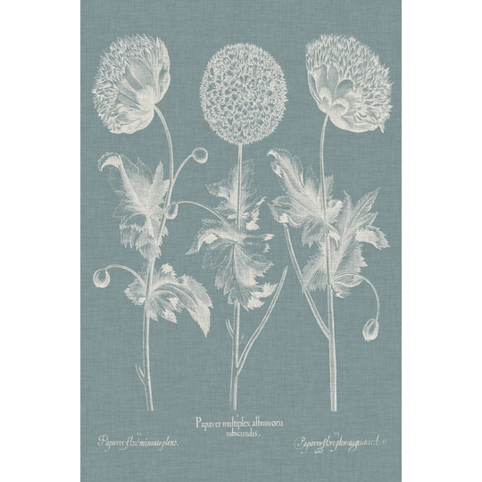 Besler Poppies IV by Basilius Besler - Wrapped Canvas Painting