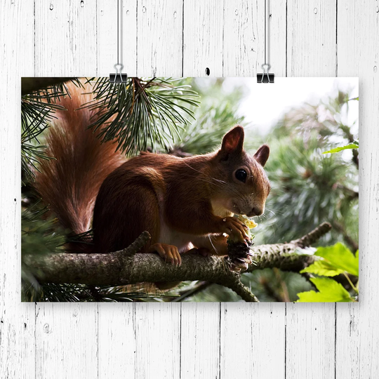 'Red Squirrel' Photographic Print
