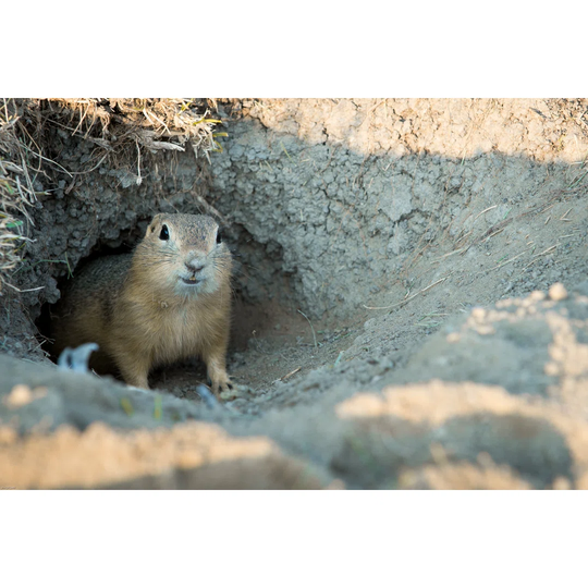 Gopher by ACH-DP - Wrapped Canvas Photograph
