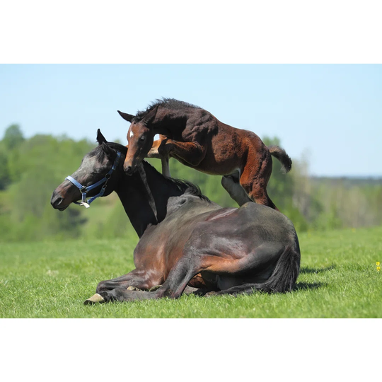 Mare and Colt by Edoma - Wrapped Canvas Photograph